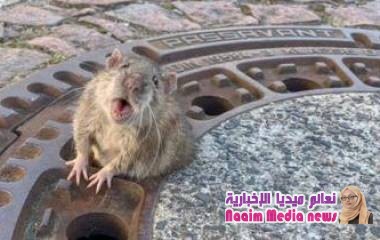 استدعاء فرق إنقاذ لجرذ بدين علق في غطاء بالوعة في ألمانيا