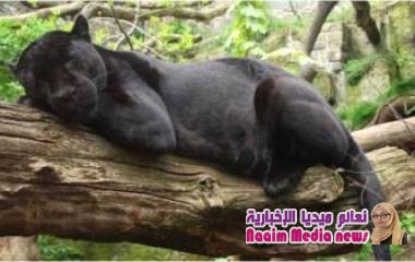 فهد يهاجم امرأة حاولت التقاط صورة "سيلفي" معه في حديقة حيوانات أمريكية