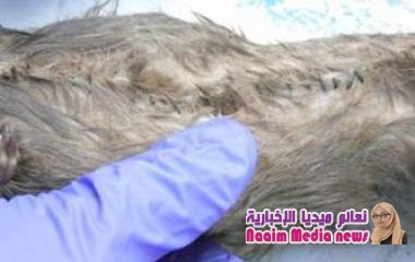 كيف استخدمت جرذان ميتة لتهريب مخدرات إلى سجن بريطاني؟