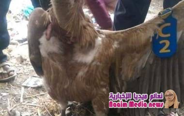 العثور على نسر يحمل جهاز تحديد مواقع