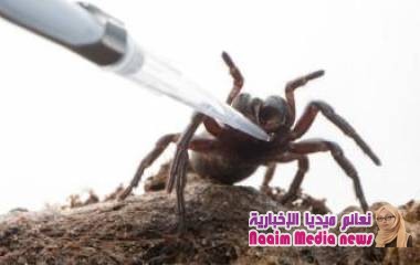 سم العنكبوت يعالج السكتة الدماغية