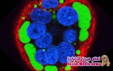 الطاعون البقري: إتلاف أكبر كمية في العالم من عينات مخزون الفيروس القاتل في مختبر بريطاني