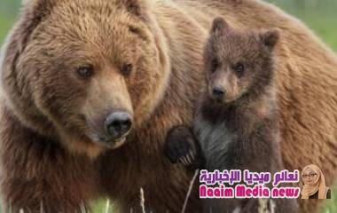 ما هي حقيقة احتفاظ دب روسي بضحيته حيا شهرا كاملا؟