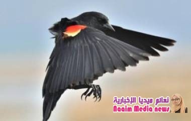 ما سر تصاعد هجمات الطيور على البشر في الولايات المتحدة؟