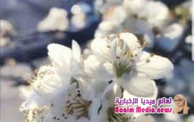 *☆ نسمة ،♡، مسائية ☆*