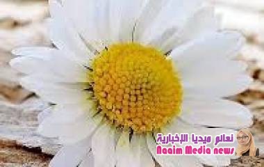 *"☆ نسمة ،♡، الجمعة ☆"*