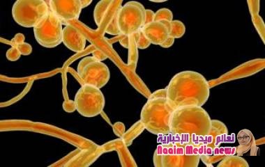 قصة الفطر القاتل الذي يثير الرعب في مستشفيات العالم