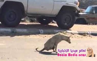 اضحك على كلب مسكين