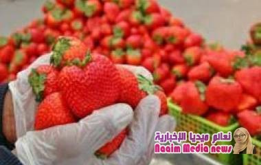 تراجع أسعار الفواكه الحمراء بأوروبا يرفع العرض في أسواق المغرب