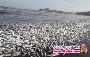 الهئية العامة للبيئة تؤكد نفوق اسماك وتحذر المواطنين