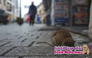 وفاة صيني بفيروس «هانتا»... هل من داعٍ للقلق؟