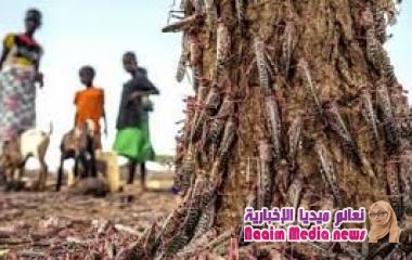 غزو الجراد لإثيوبيا يتسبب في أزمة غذاء لنحو مليون شخص