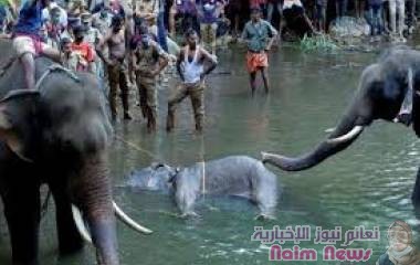 القبض على شخص تورط في قتل أنثى فيل حبلى بـ "فاكهة مفخخة"