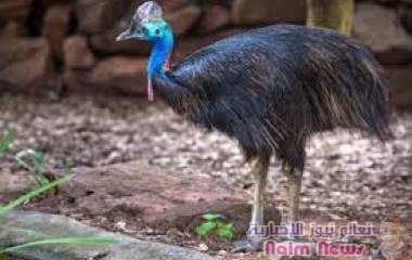 حيوانات العالم تستمتع بالحرية في الحدائق لغياب الزوار بسبب كورونا