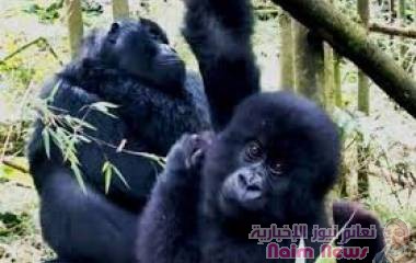 الغوريلا الجبلية تمنح قبلة الحياة للسياحة في آخر معقل لها بالعالم