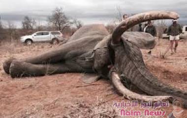 الصيد الجائر .. إفريقيا تفقد أكثر من 100 ألف فيل منذ 2007
