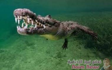 "تمساح قاتل" .. مفترس يصرع ثالث شخص في شهر بماليزيا