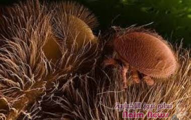 دراسة جديدة تؤكد أهمية الطفيليات بالنسبة للبشر وضرورة حمايتها‎