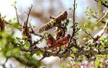 الفاو: الجراد الصحراوي يدمر المحاصيل الزراعية في العديد من مناطق اليمن