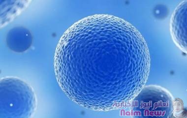 قصة الخلايا المثيرة للجدل التي أنقذت حياة 10 ملايين شخص