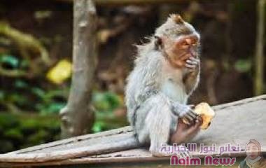 قرود تسرق الأشياء الثمينة للحصول على "فدية" 