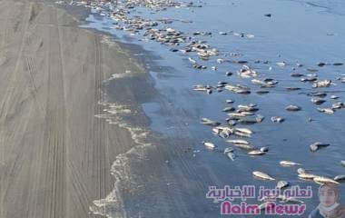 الفريق المختص بدراسة ظاهرة نفوق الأسماك بعدن يرفع تقريره لوزير الزراعة والثروة السمكية