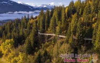 سويسرا تفتتح أطول مسار على قمم الأشجار في العالم