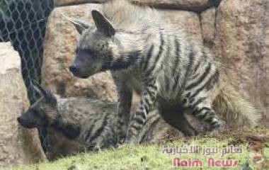 ظهور أولى الإصابات بـ"كورونا" بين ضباع في أمريكا