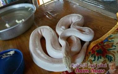 ١مواقع التواصل الاجتماعي تضج بفيديو لأفعى بقبعة "سانتا كلوز"