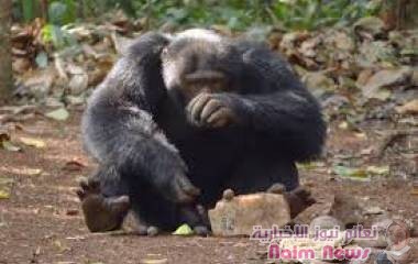 دراسة: تكسير الجوز ليس عملا مرتجلا لدى قردة الشمبانزي