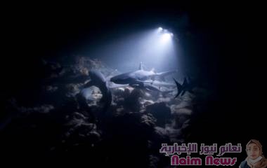 العثور على "القرش الشبح" المخيف والنادر بشكل استثنائي في المحيط الهادئ!