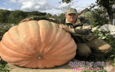 مزارع روسي يكشف عن سر زراعة قرع عملاق