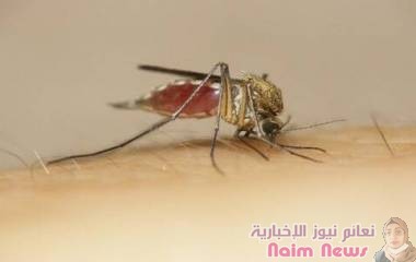 علماء: رائحة الإنسان تجذب البعوض