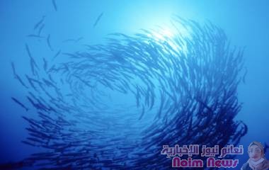 مخلوق مائي غريب قد يكون أقدم قريب معروف لجميع الفقاريات