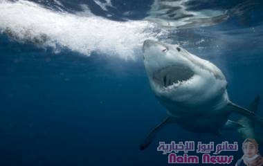 أكبر ما رأيته في حياتي".. "أسماك قرش ضخمة" تذهل العلماء!
