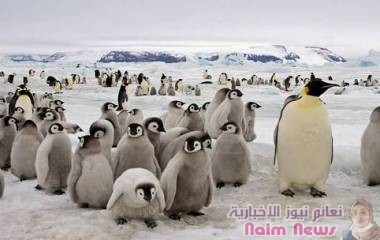 قد تنقرض 97 بالمئة من حيوانات القارة القطبية الجنوبية بحلول نهاية القرن