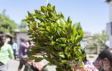 الشرطة السعودية تضبط 155 كغ من القات