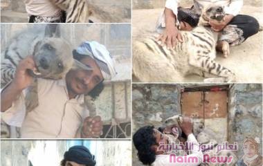 مألوف.. مواطن بردفان يربي حيواناً مفترساً في منزلة