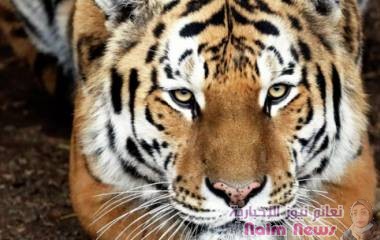 نمور آمور تهاجم الكلاب الأليفة شرق روسيا بعد انخفاض عدد الخنازير البرية