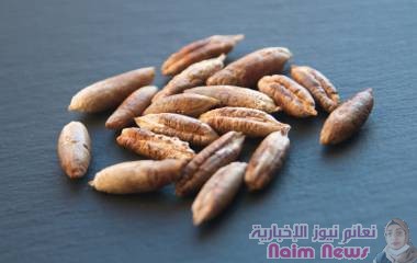 إياك ورميها.. نواة التمر كنز بين يديك
