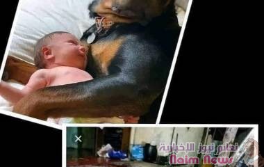 الكلب الوفي