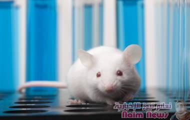 اختراق هام ينجح في تكوين فئران من بويضات مشتقة من خلايا ذكورية لأول مرة!