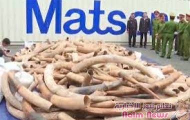 السلطات الفيتنامية تضبط سبعة أطنان من العاج مهرّبة من أنغولا