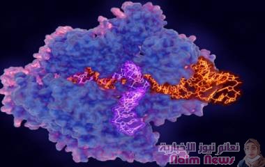 اكتشاف هام حول "أداة شهيرة لتحرير الجينات"!