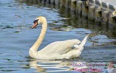 أكل بجعة يتسبب في توقيف ثلاثة فتيان في ريف نيويورك