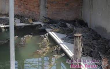 تزايد الهجمات على البشر يدفع حكومة ناميبيا إلى بيع 40 تمساحا