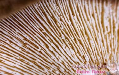 اكتشاف كائن جديد يحنّط فريسته ويطلق ساقا غامضة من الجثة في البرازيل!