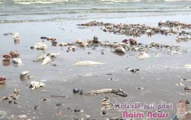 توقف مصانع مسحوق زيت الأسماك بين قرار الوزارة ,,ووفرة أسماك السردين*